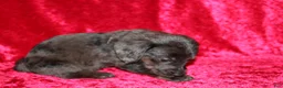 Doxiepoo dogs for sale: Doxiepoo Zuma - Ad 2