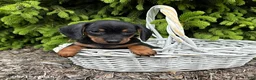 Dachshund dogs for sale: Echo - Ad 3