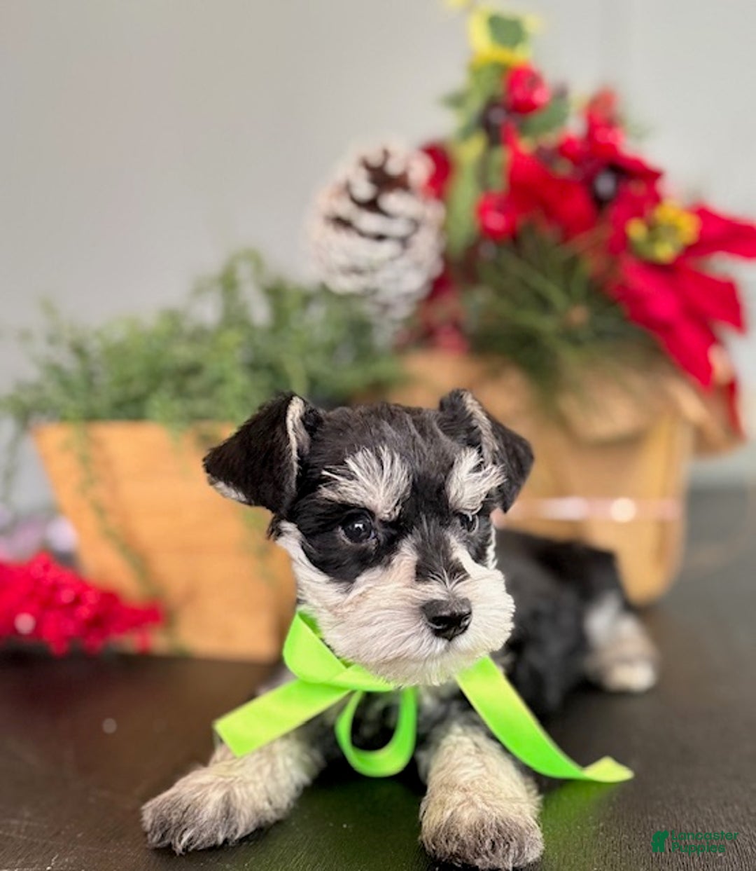 Miniature Schnauzer dogs for sale: Jack - Ad 3