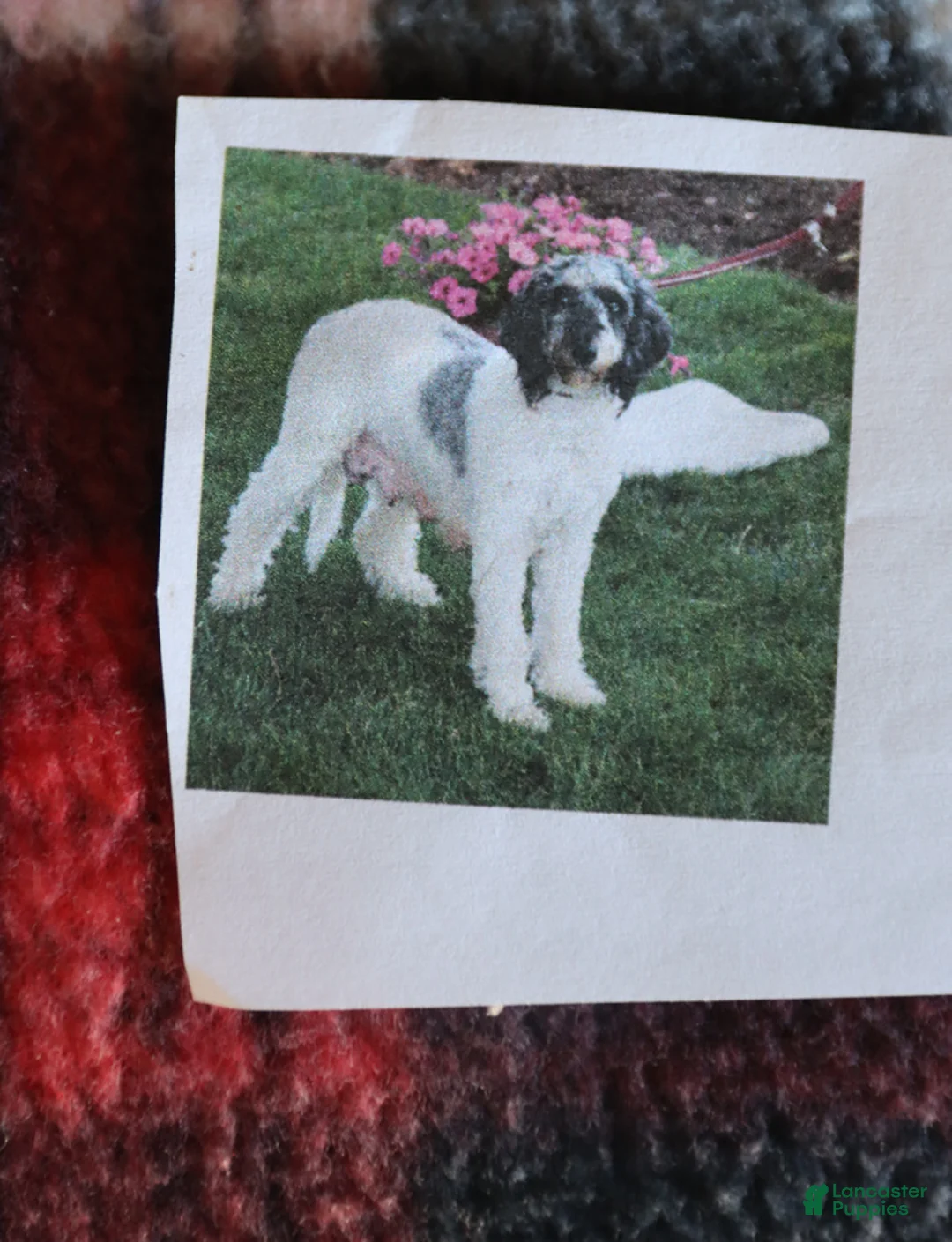 Goldendoodle dogs for sale: Jan - Ad 6