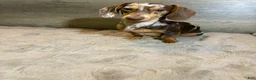 Miniature Dachshund dogs for stud: Muddy  - Ad 2