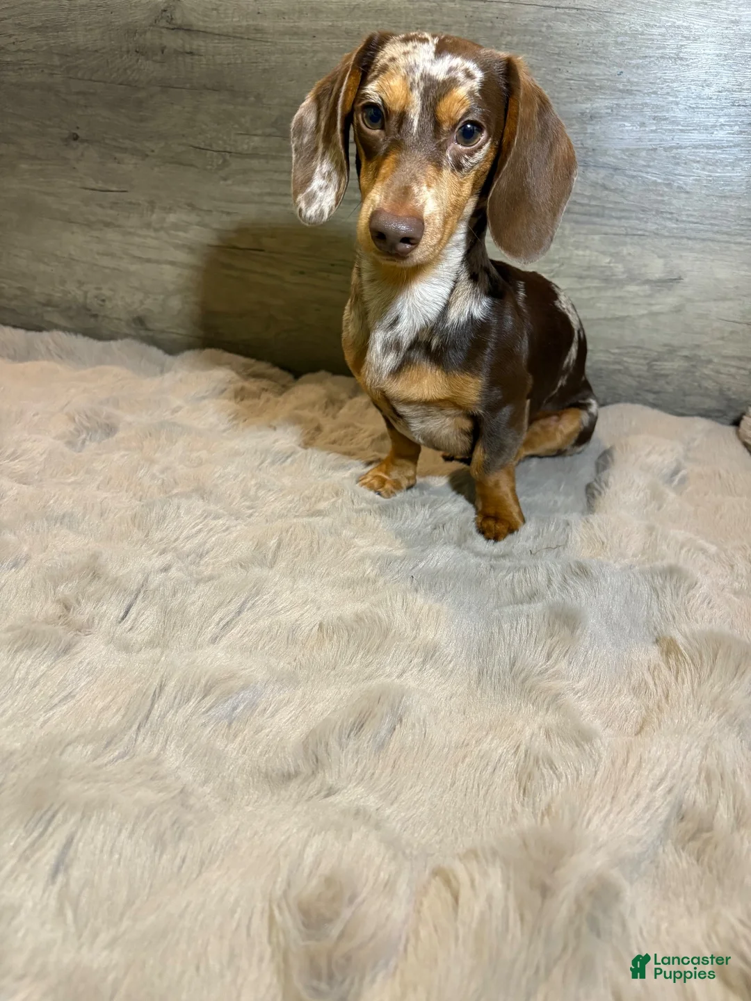 Miniature Dachshund dogs for stud: Muddy  - Ad 2