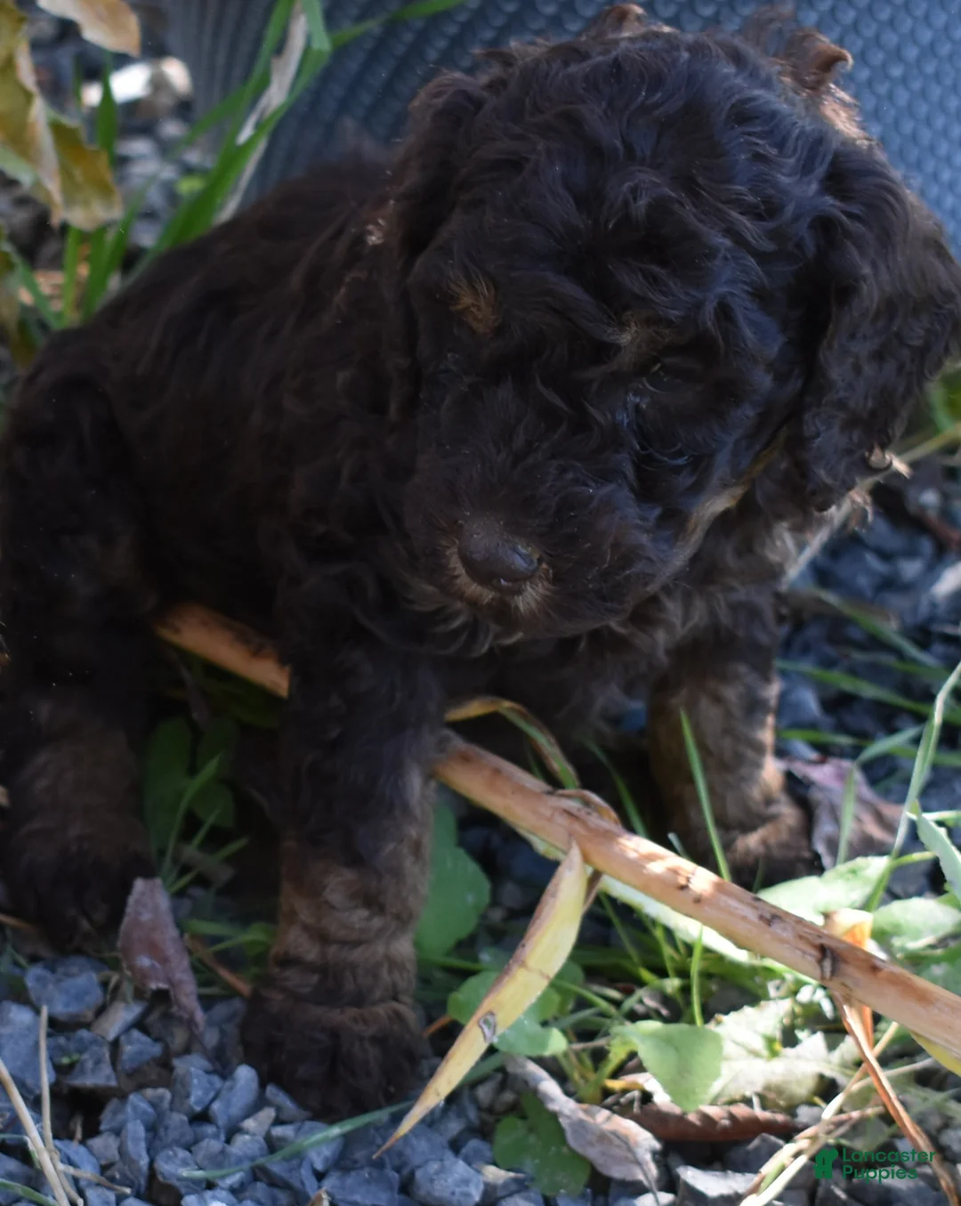 Standard Poodle dogs for sale: Standard Poodle 4 Brown Phantom - Ad 2