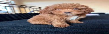 Toy Poodle 3