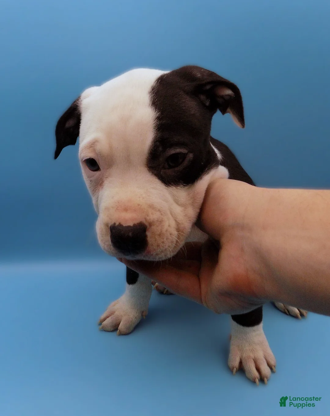 Mixed Breed dogs for sale: Nipper - Ad 4