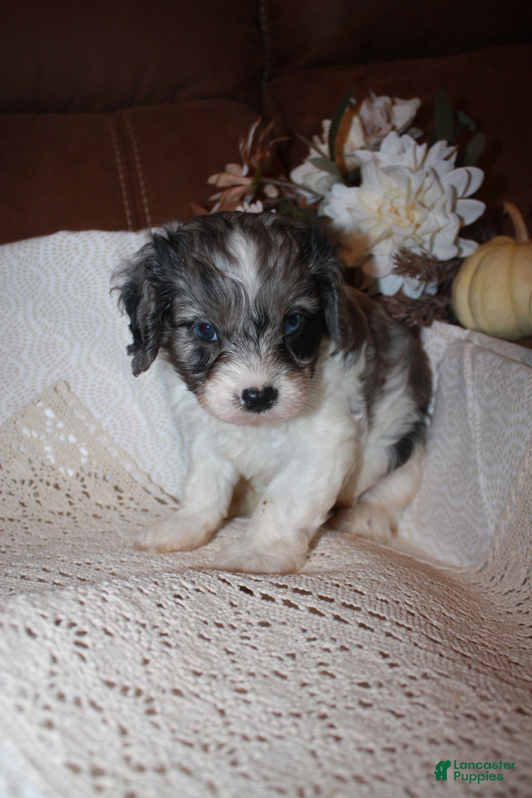 Cavapoo dogs for sale: Luke - Ad 2