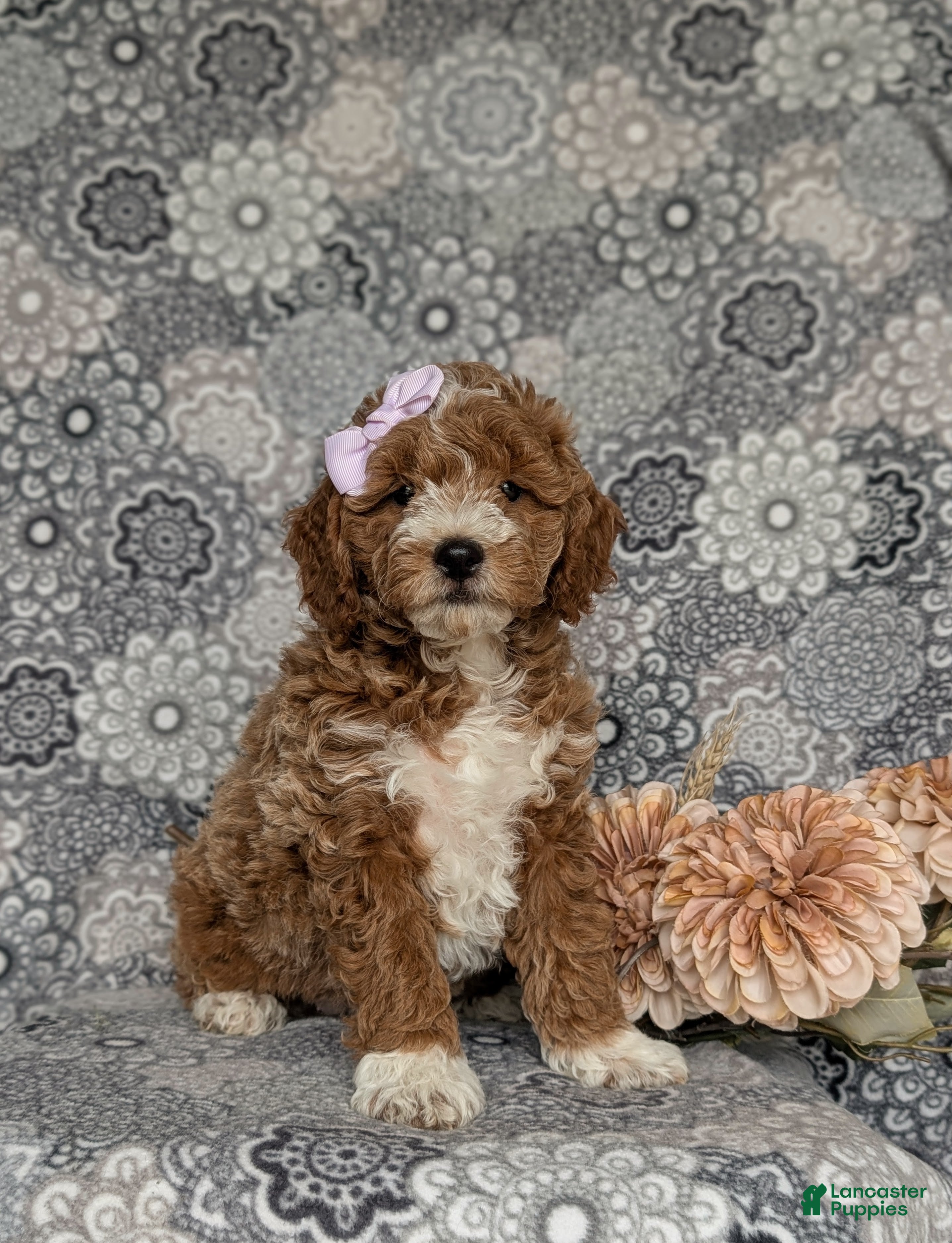 Miniature Poodle dogs for sale: Peyton - Ad 3