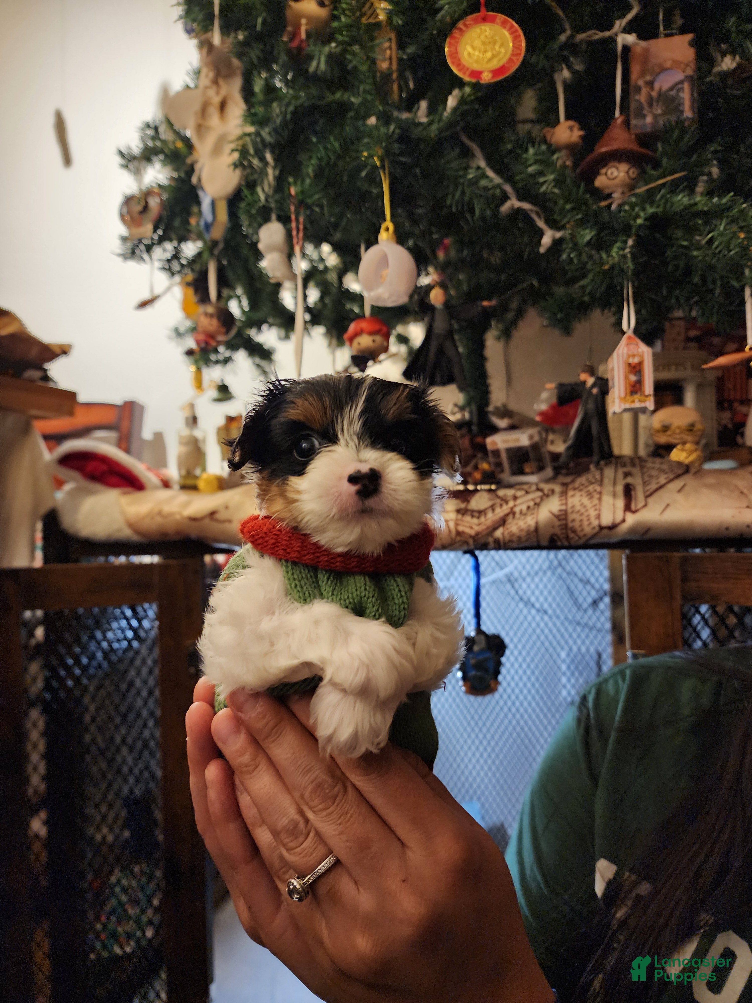 Yorkshire Terrier dogs Yorkshire Terrier Puppy 2 - Ad 4