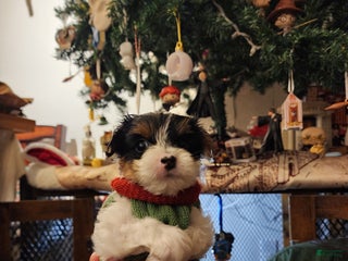 Yorkshire Terrier dogs Yorkshire Terrier Puppy 2 - Ad 4