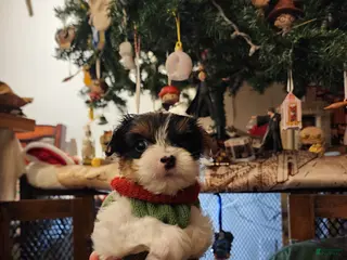 Yorkshire Terrier dogs Yorkshire Terrier Puppy 2 - Ad 8