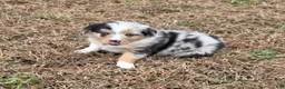 Australian Shepherd dogs for sale: Sasha - Ad 6