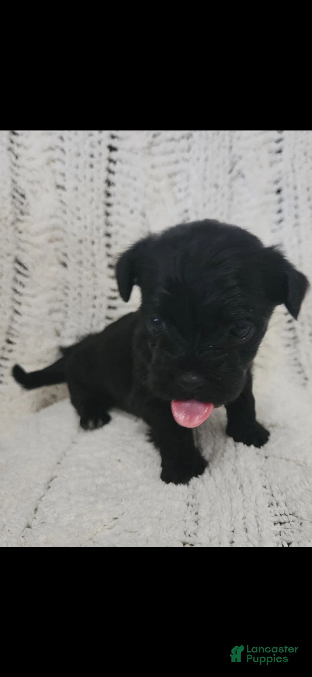 Mixed Breed dogs for sale: Mixed Breed 2 - Ad 1