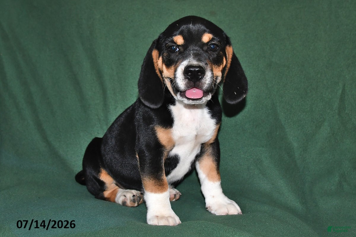 Beabull dogs Rover - Ad 2