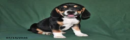 Beabull dogs for sale: Rover - Ad 2