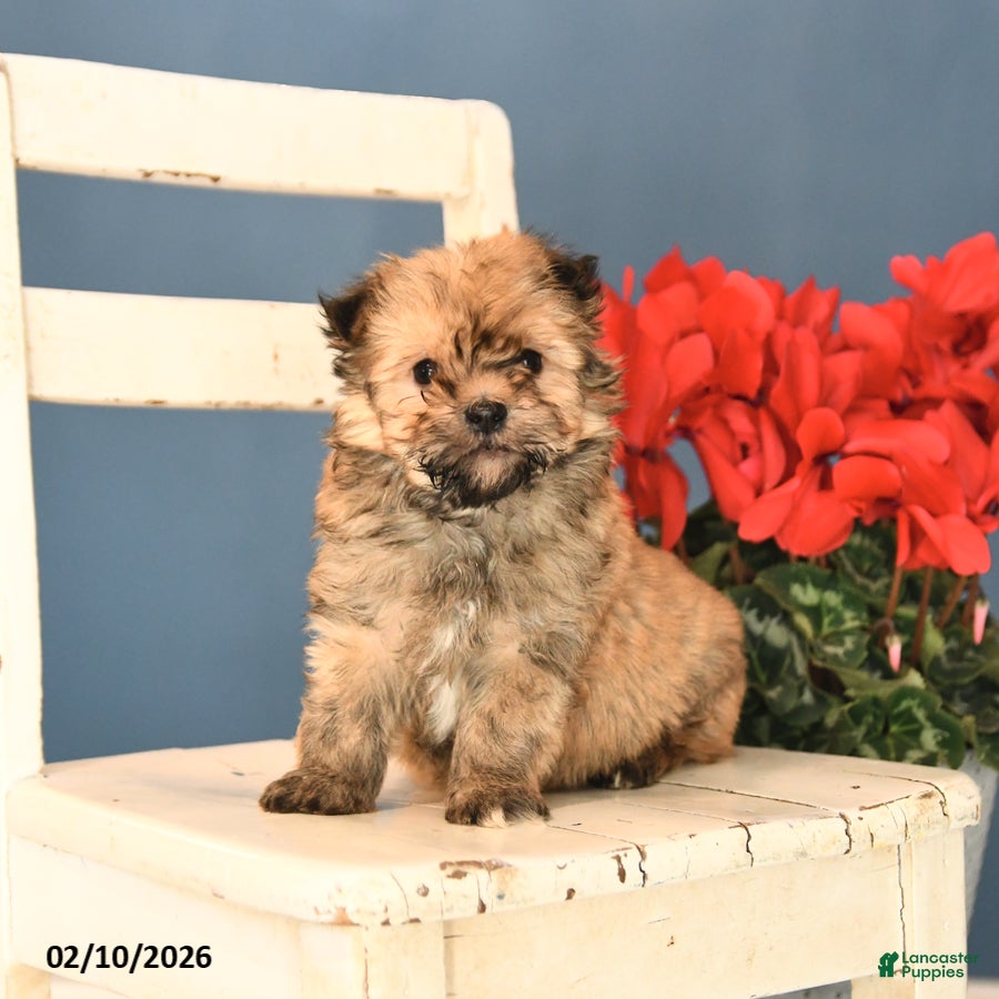 Havanese dogs Parker - Ad 2