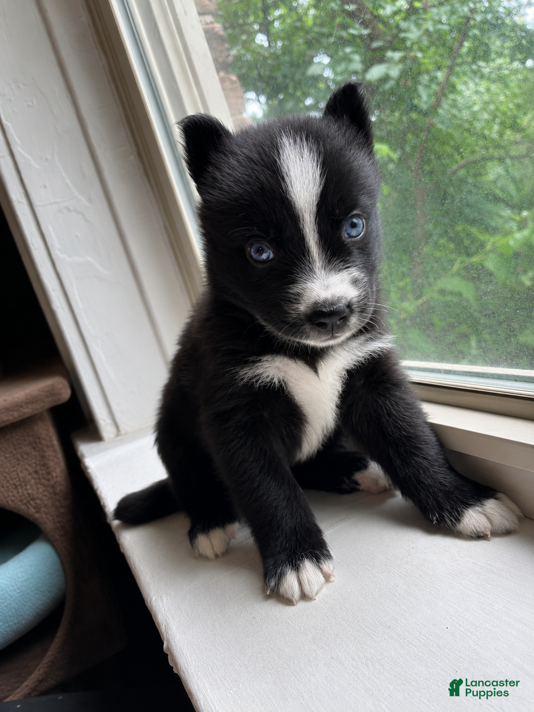 Pomsky dogs Rocky  - Ad 22