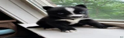 Pomsky dogs for sale: Rocky  - Ad 1