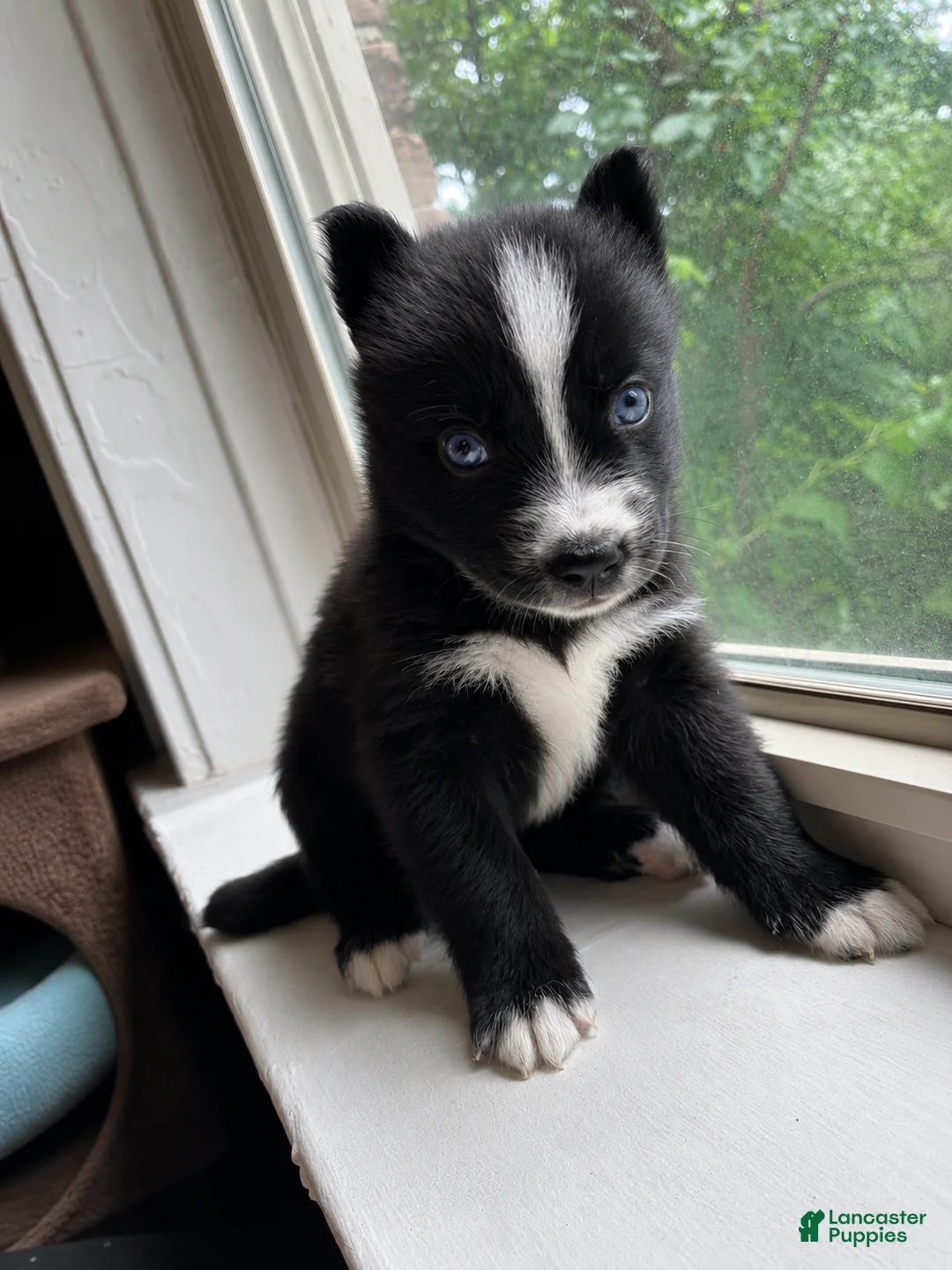 Pomsky dogs for sale: Rocky  - Ad 1