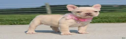 French Bulldog dogs for sale: Buttercup - Ad 4