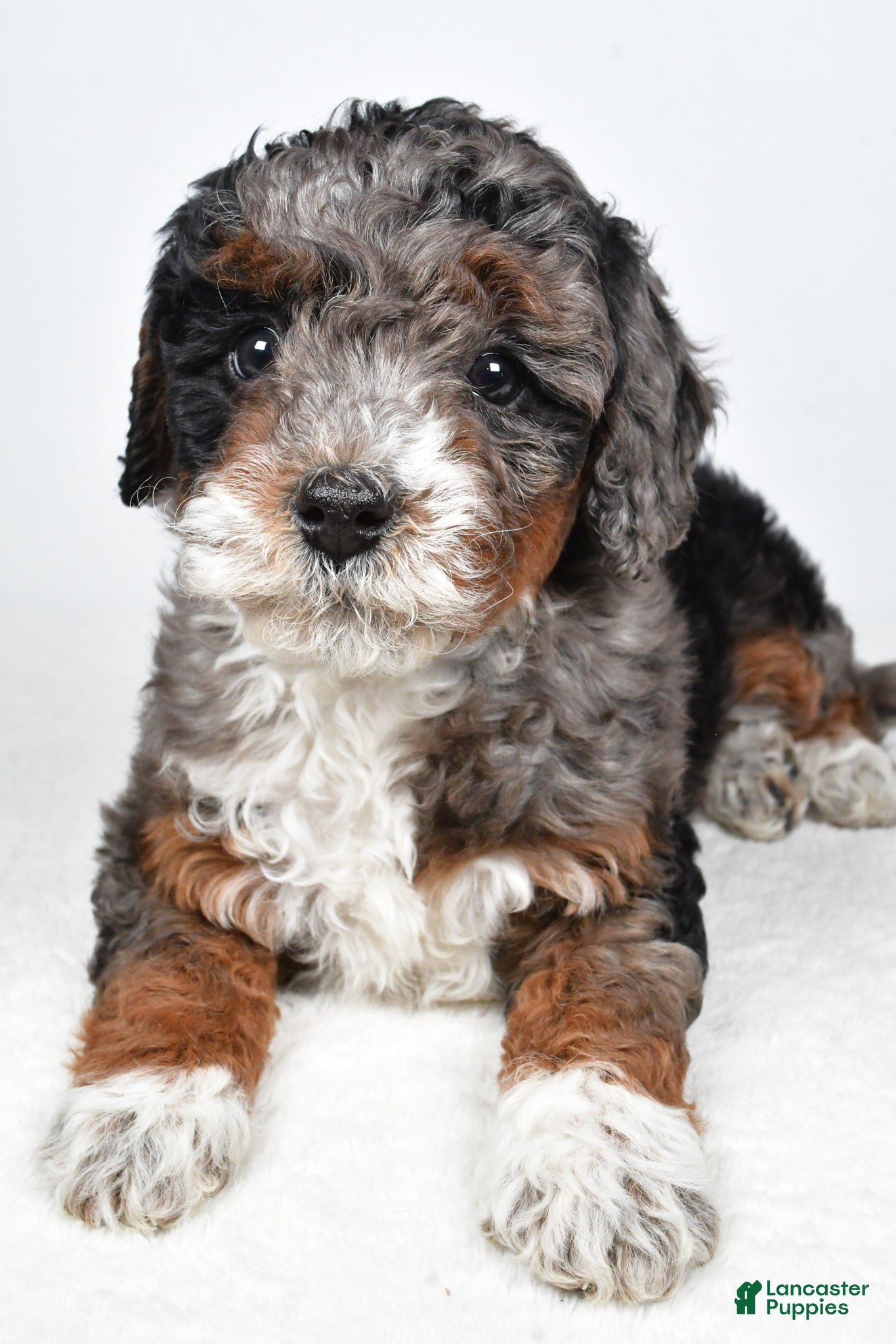 Bernedoodle dogs Gracie - Ad 1