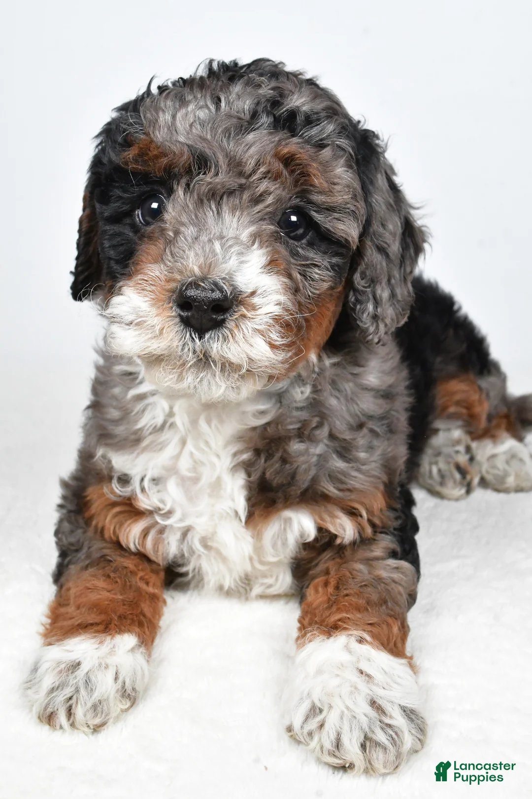 Bernedoodle dogs for sale: Gracie - Ad 1