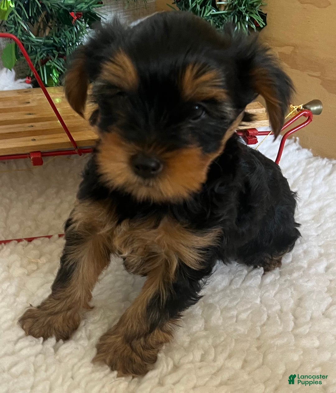 Yorkshire Terrier dogs for sale: Rowdy - Ad 4