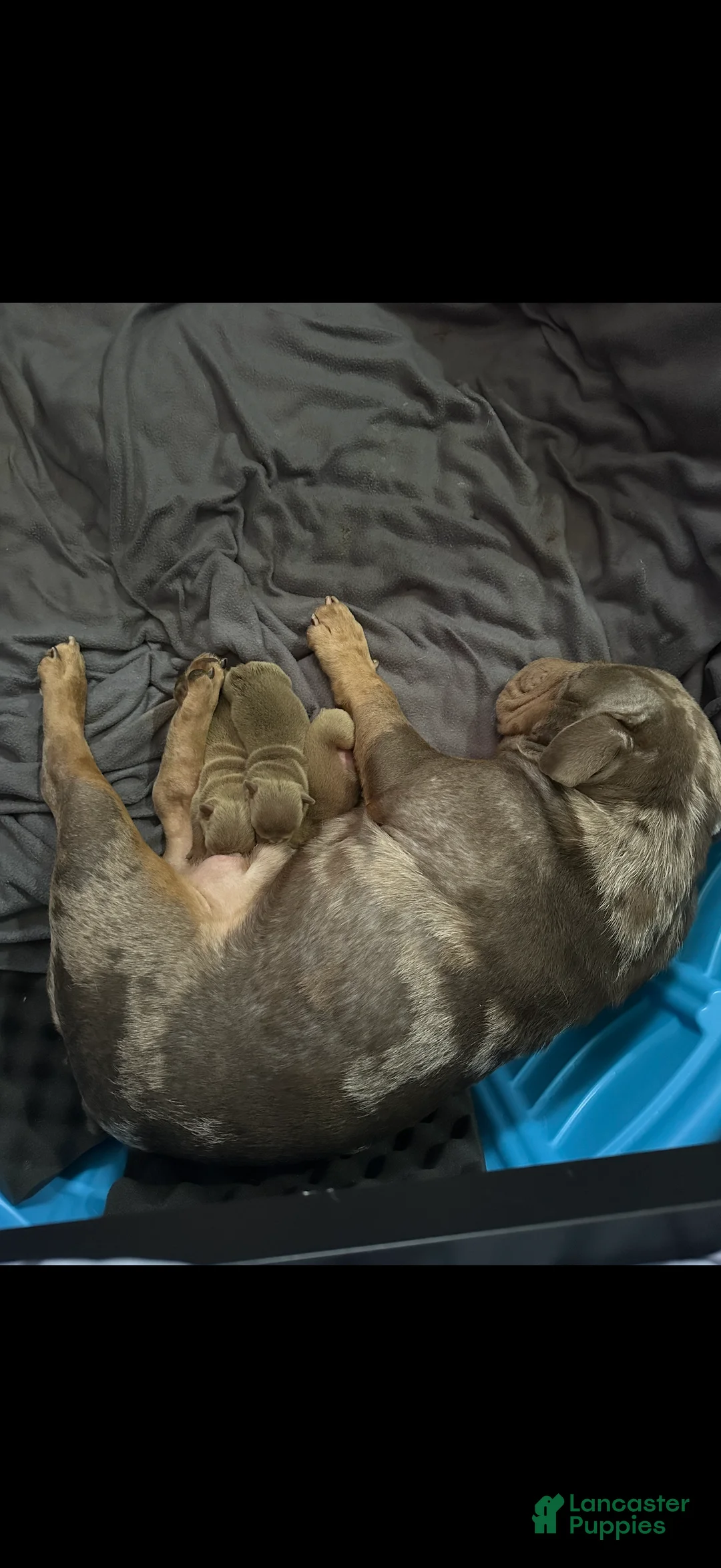 English Bulldog dogs for sale: Reen - Ad 4