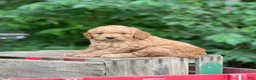 Mini Goldendoodle dogs for sale: June - Ad 1