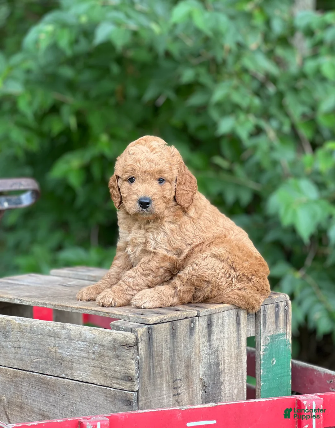 Mini Goldendoodle dogs for sale: June - Ad 1
