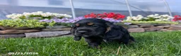 Cocker Spaniel dogs for sale: Alisa - Ad 1