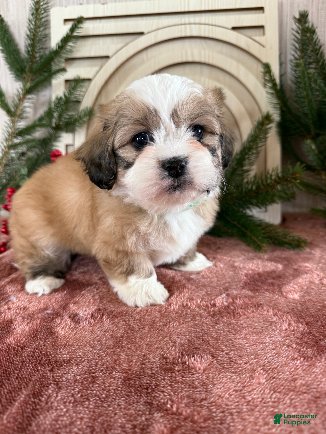 Teddy Bear dogs for sale: Sara - Ad 4