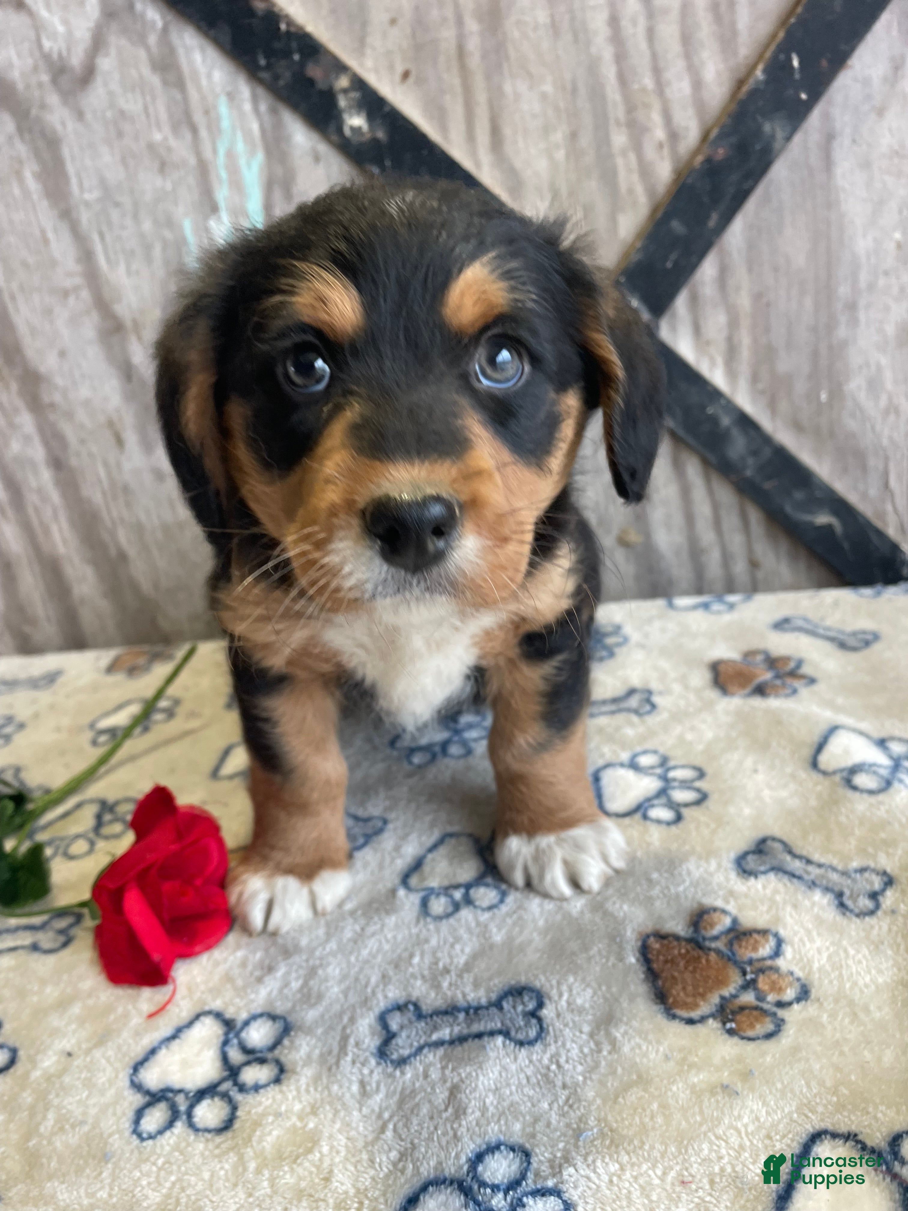 Corgipoo dogs Cooper - Ad 10