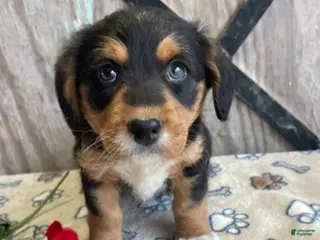 Corgipoo dogs Cooper - Ad 10