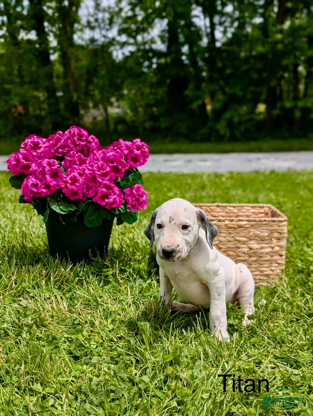 Mixed Breed dogs for sale: Titan - Ad 1