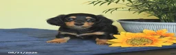 Miniature Dachshund dogs for sale: Matt  - Ad 4