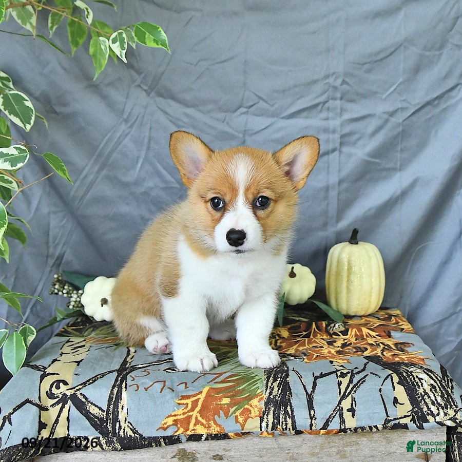 Welsh Corgi Pembroke dogs Addie - Ad 2