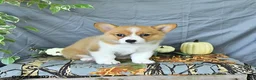 Welsh Corgi Pembroke dogs for sale: Addie - Ad 2