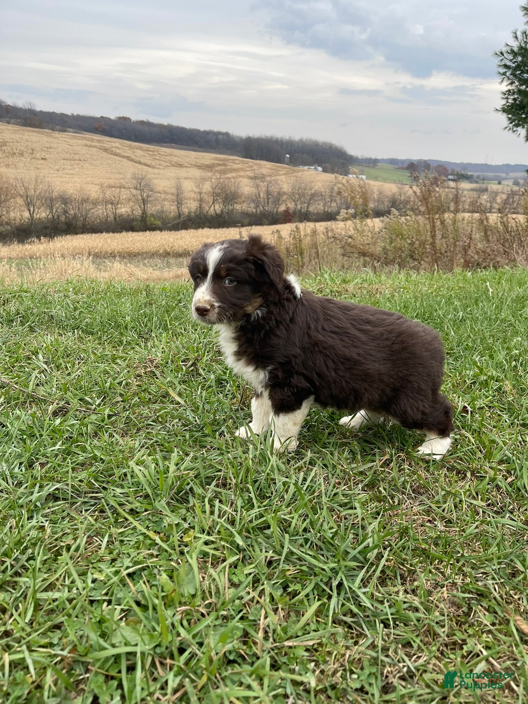 Australian Shepherd dogs for sale: Buddy - Ad 5