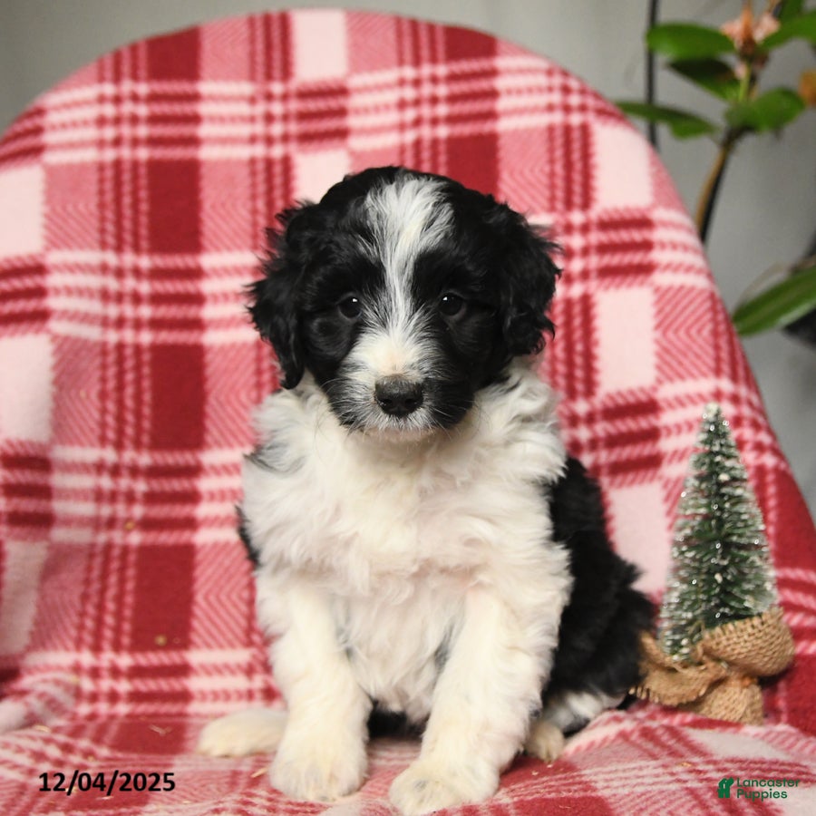 Mini Aussiedoodle dogs Trixie - Ad 12