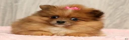 Pomeranian dogs for sale: Happy - Ad 8