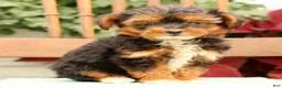 Morkie dogs for sale: Dixie - Ad 5