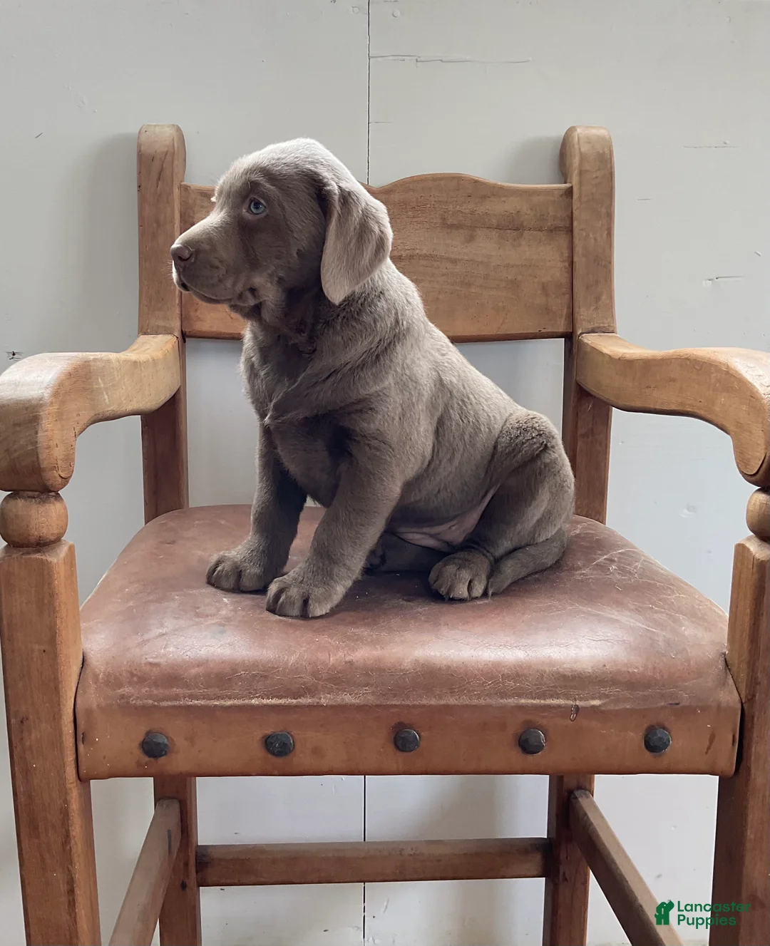 Labrador Retriever dogs for sale: Bella - Ad 4