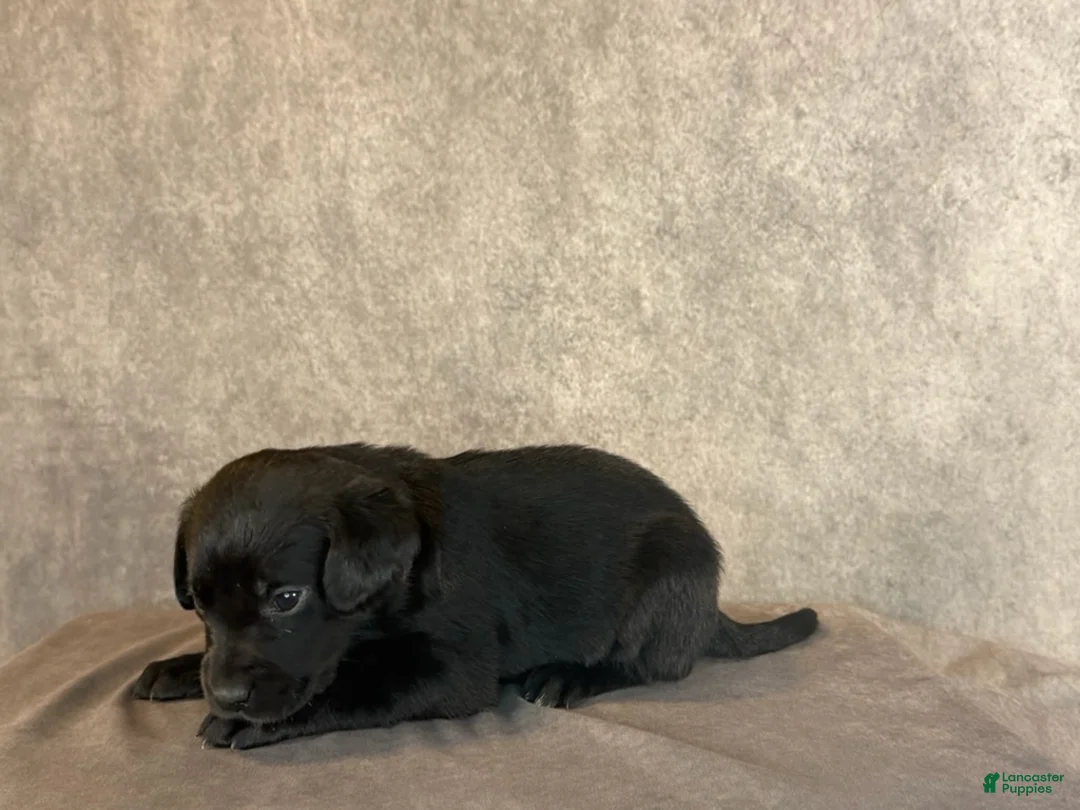 Labrador Retriever dogs for sale: Ms. Pink - Ad 1