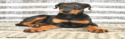 Doberman Pinscher dogs for sale: Darla - Ad 4