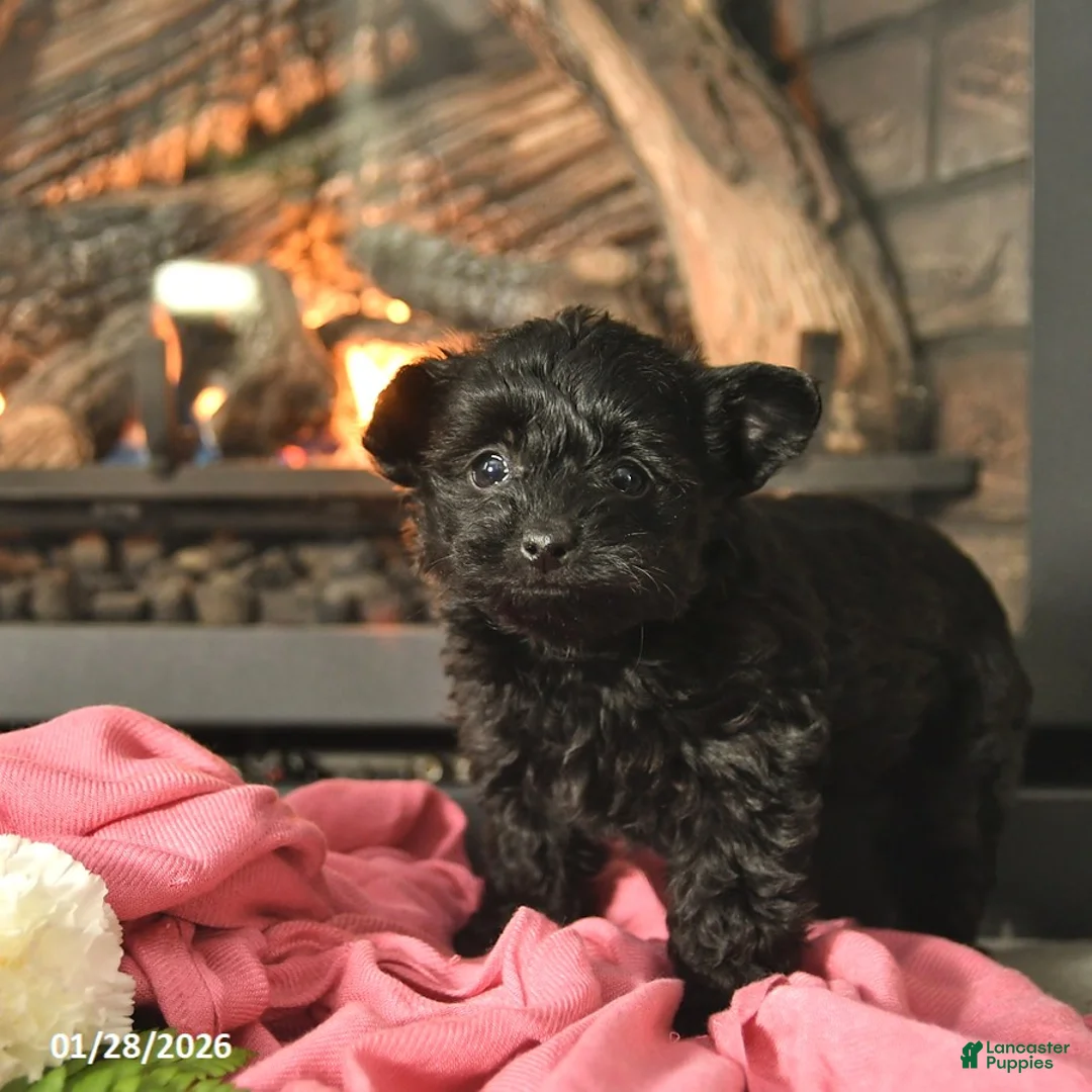 Yorkiepoo dogs for sale: Magnolia  - Ad 2