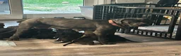 Cane Corso dogs for sale: Orzo - Ad 7