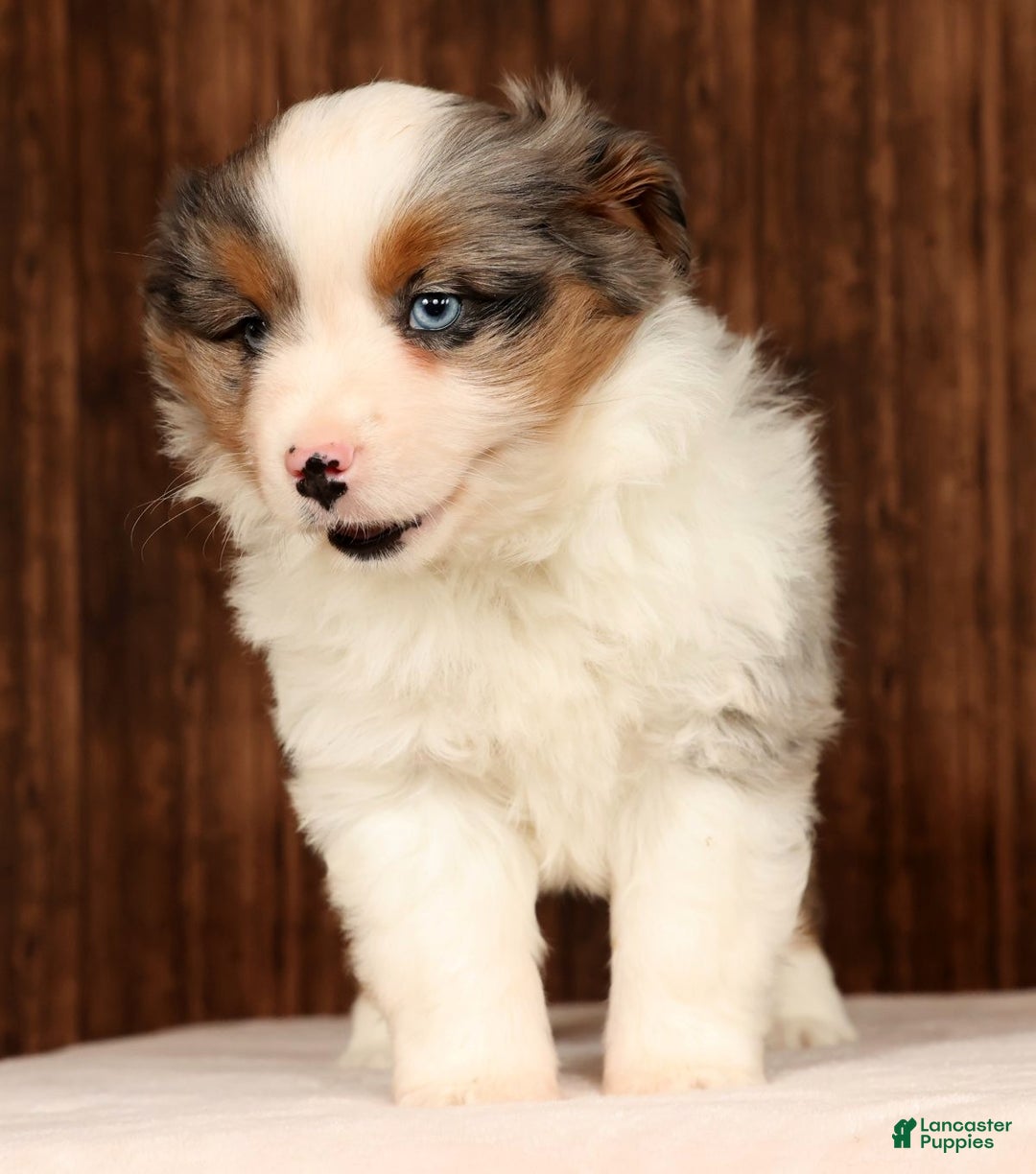 Miniature Australian Shepherd dogs for sale: Dawn - Ad 6
