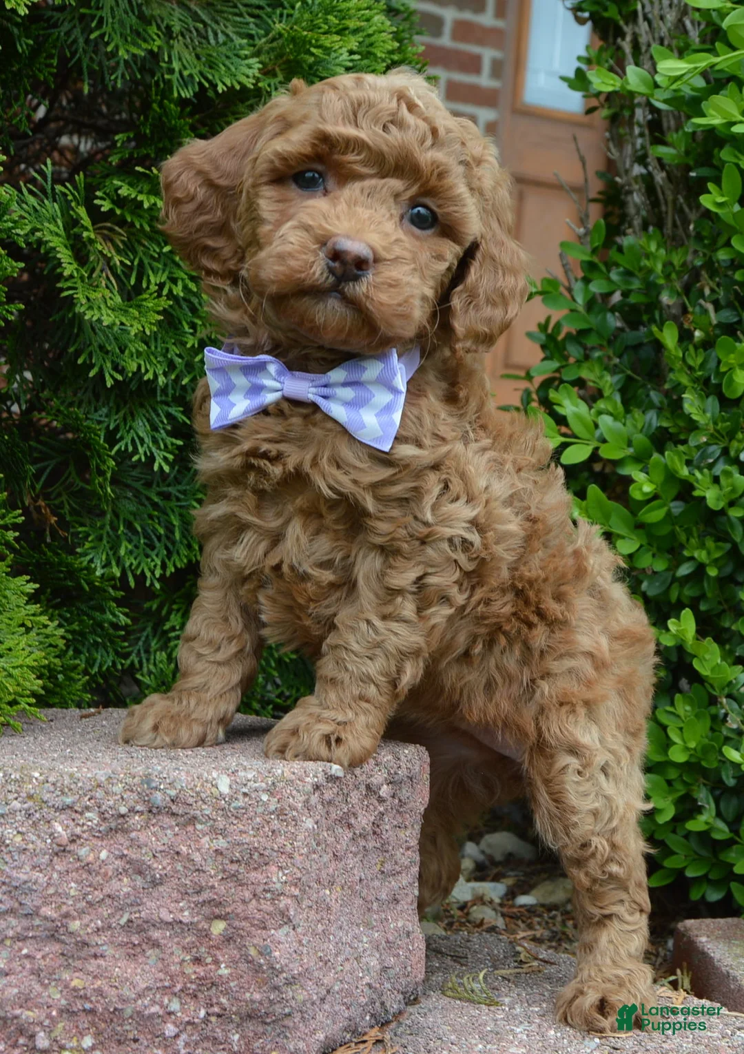 Mini Goldendoodle dogs for sale: Mini Georgia - Ad 1