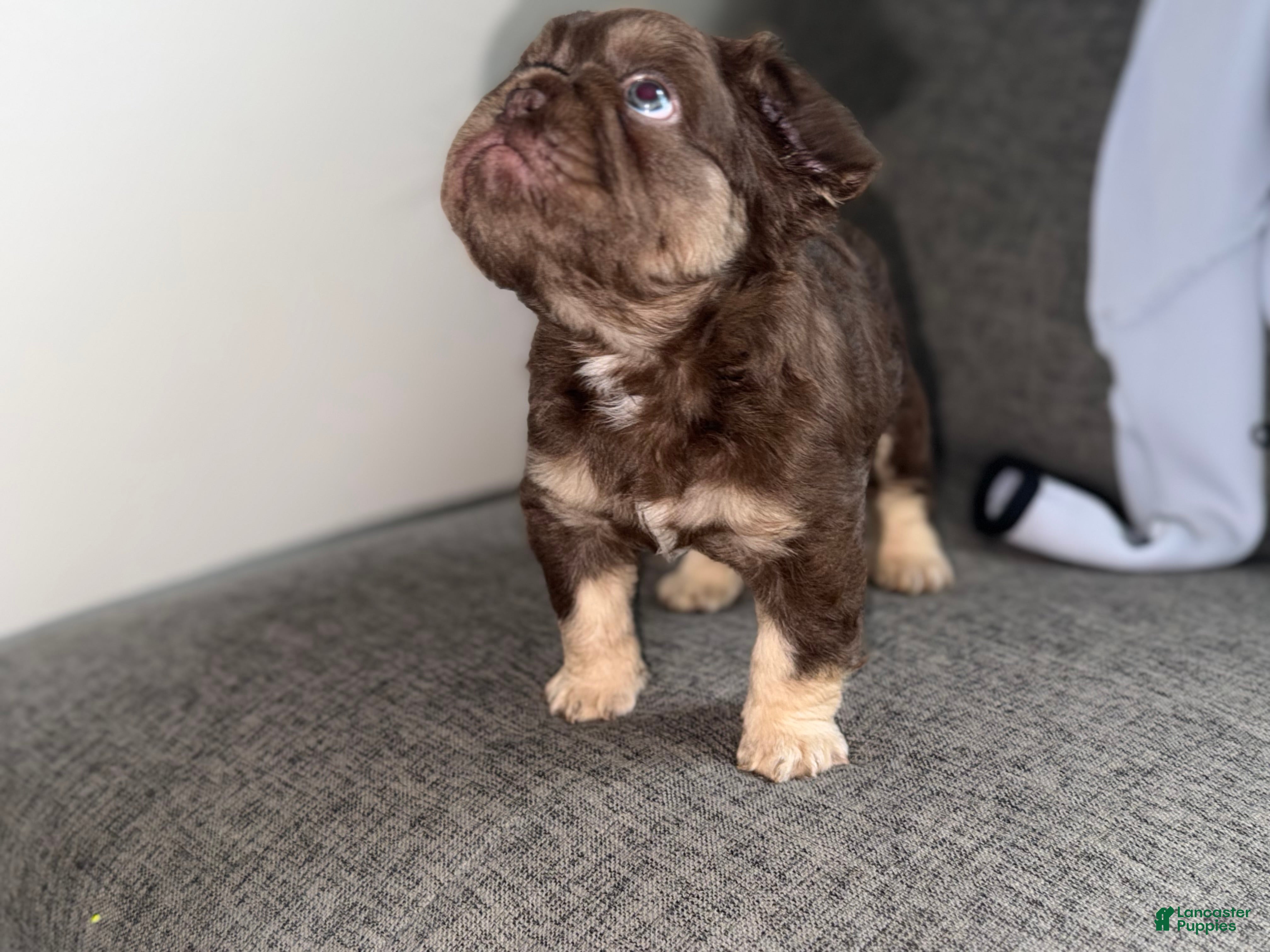 French Bulldog dogs RedSport - Ad 1