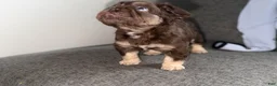 French Bulldog dogs for sale: RedSport - Ad 2